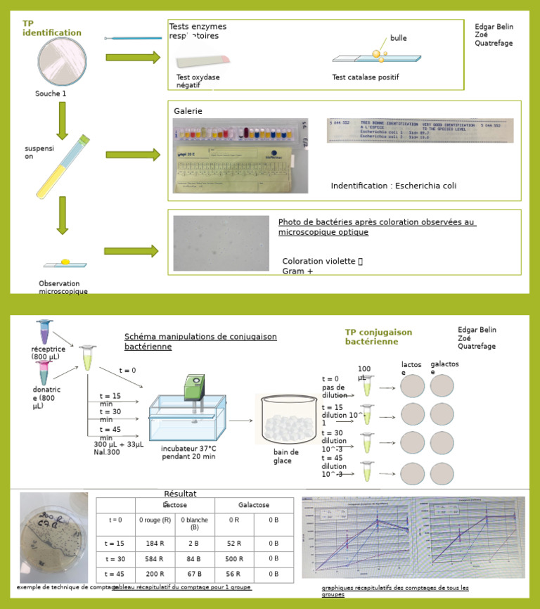 Identification bactérienne en TP microbiologie | PDF | Microbiologie ...