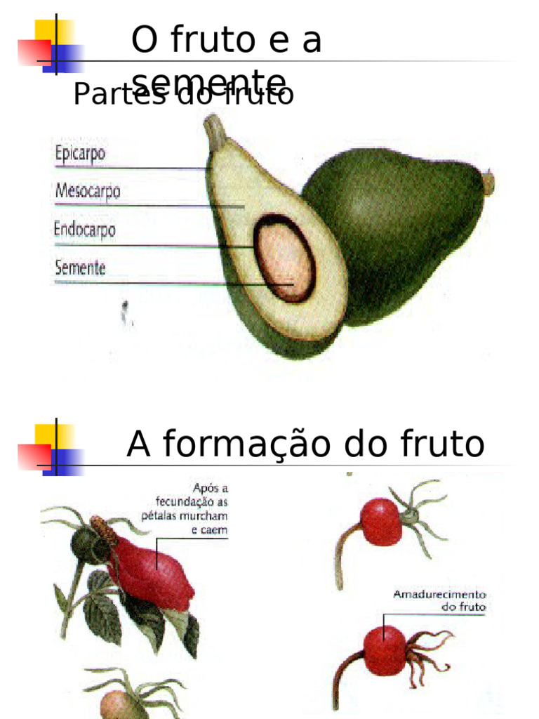 Estrutura e Importância dos Frutos | PDF