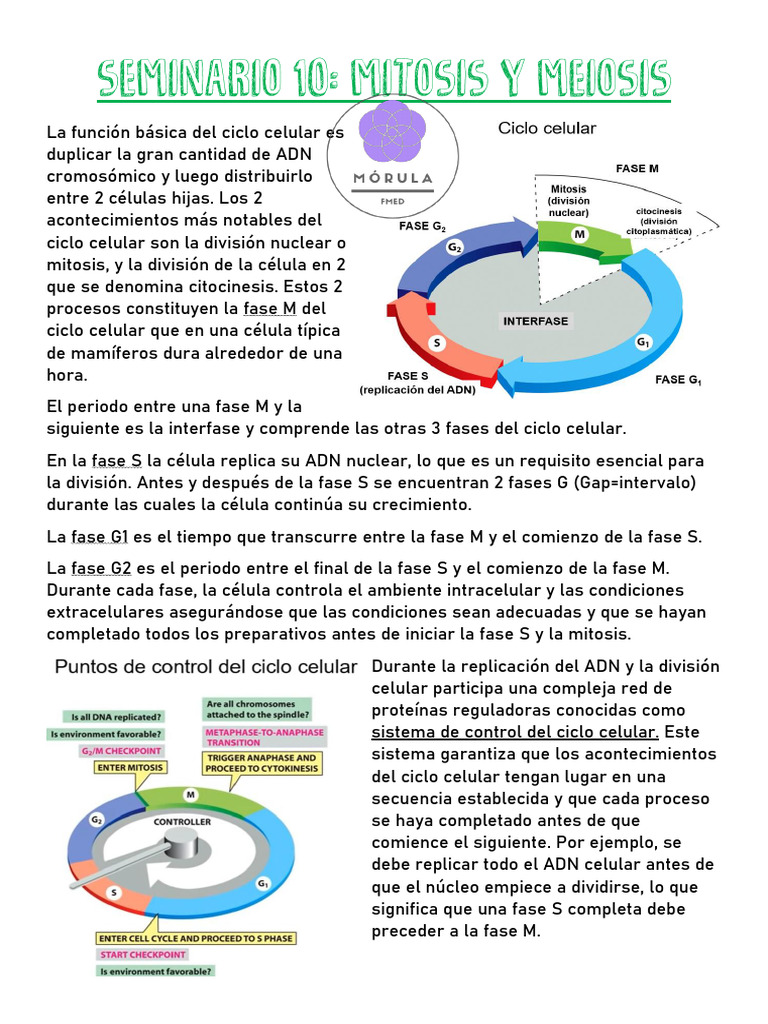 Control del Ciclo Celular y Mitosis | PDF | Mitosis | Ciclo celular