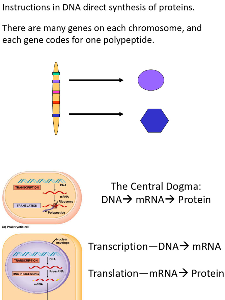 Transcription and Translation (Ch. 17) | PDF | Translation (Biology ...