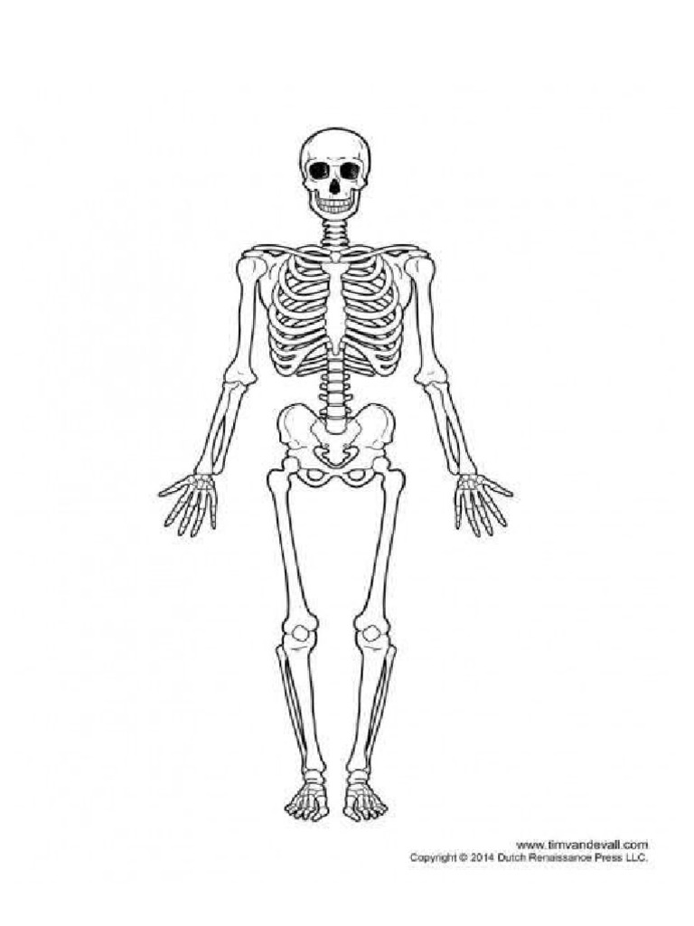 Skeletal system pdf