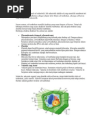 Download Sel Tumbuhan Termasuk Sel Eukariotik by rizaseptiana SN82615557 doc pdf