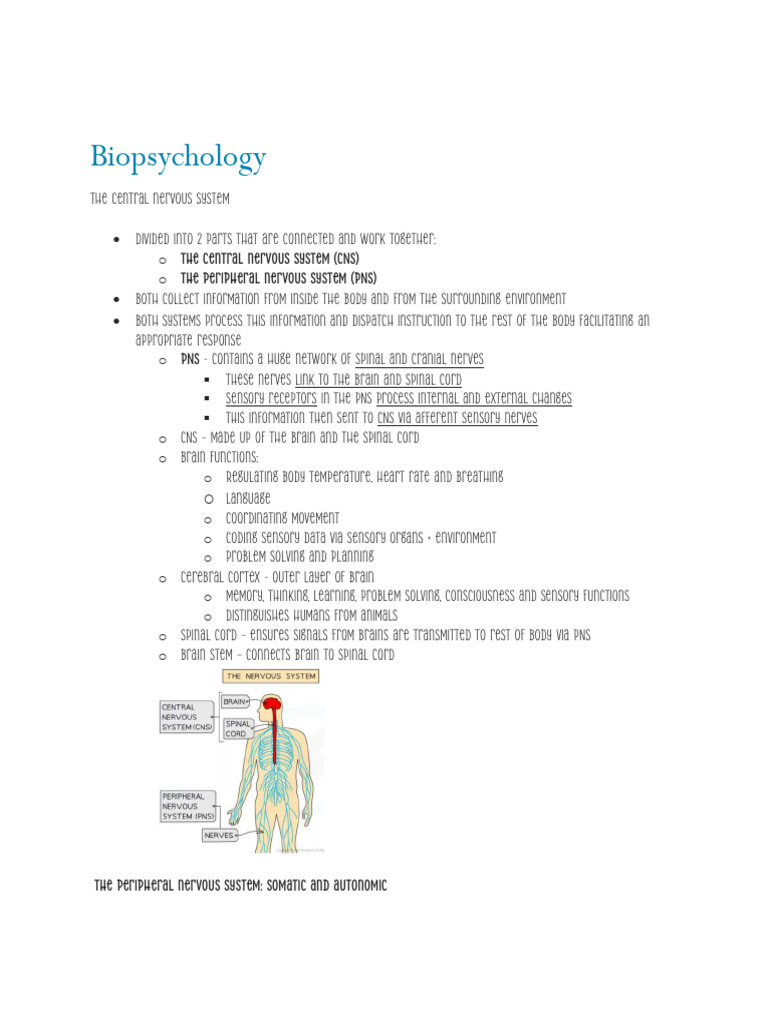 Nervous System Overview and Functions | PDF | Chemical Synapse | Synapse