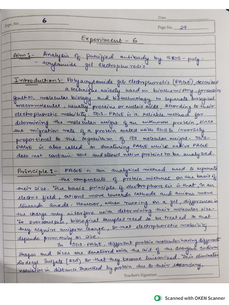 Experiment 6 SDS PAGE | PDF