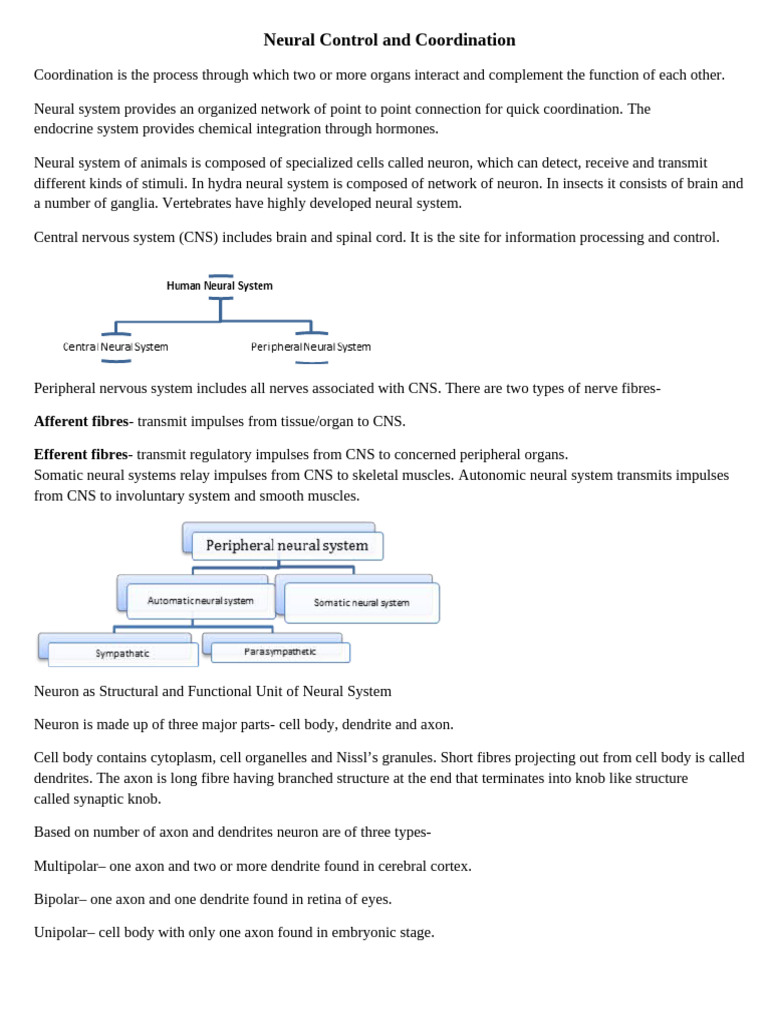Neural Control and Coordination Overview | PDF | Axon | Nervous System