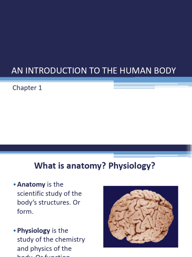 Chapter 1 Anatomy and Physiology Lecture | PDF | Anatomical Terms Of ...