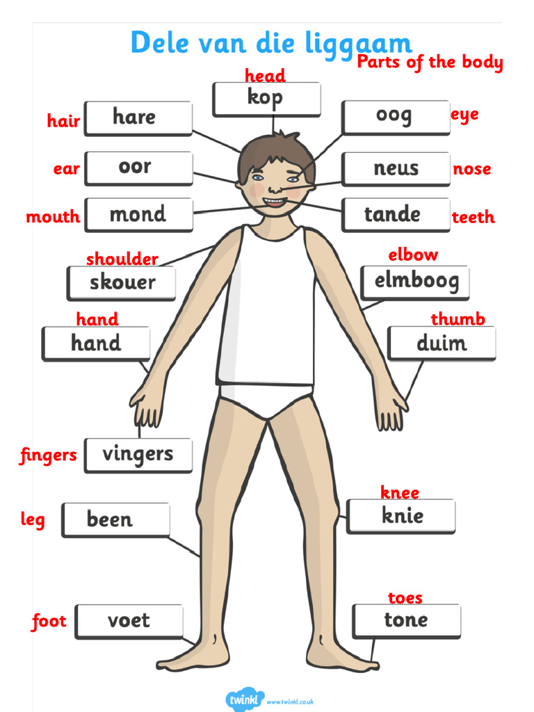 Body Parts Overview: Head to Foot | PDF