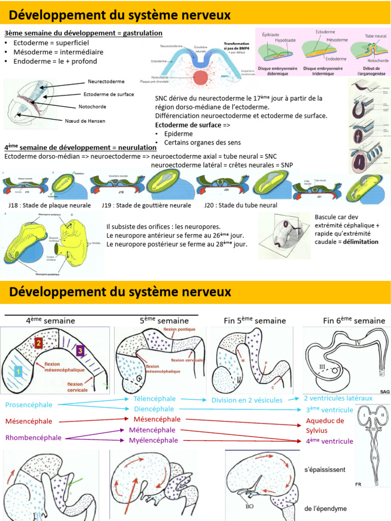 Développement du Système Nerveux | PDF | Système nerveux central ...