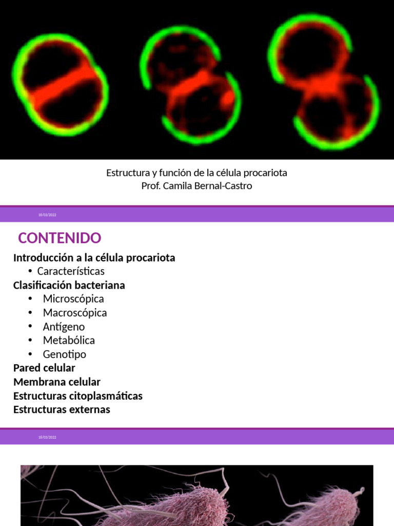 Partes de la Célula Procariota | PDF | Las bacterias | Bacterias Gram ...