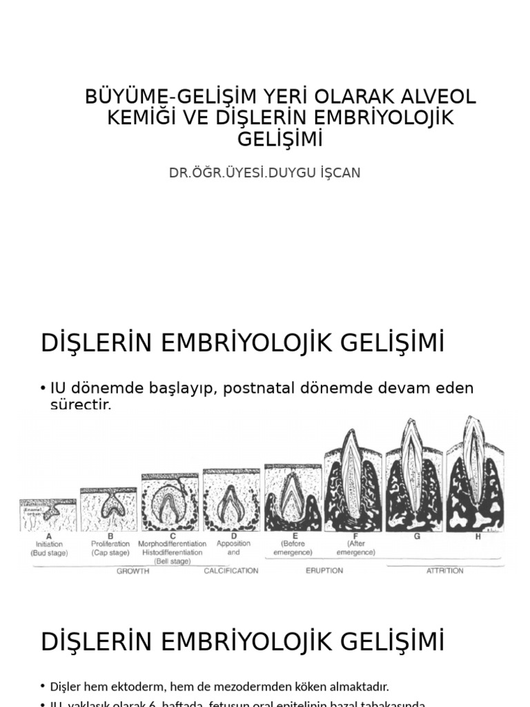 Buyume Gelisim Yeri Olarak Alveol Kemik Ve Dislerin Embriyolojik ...