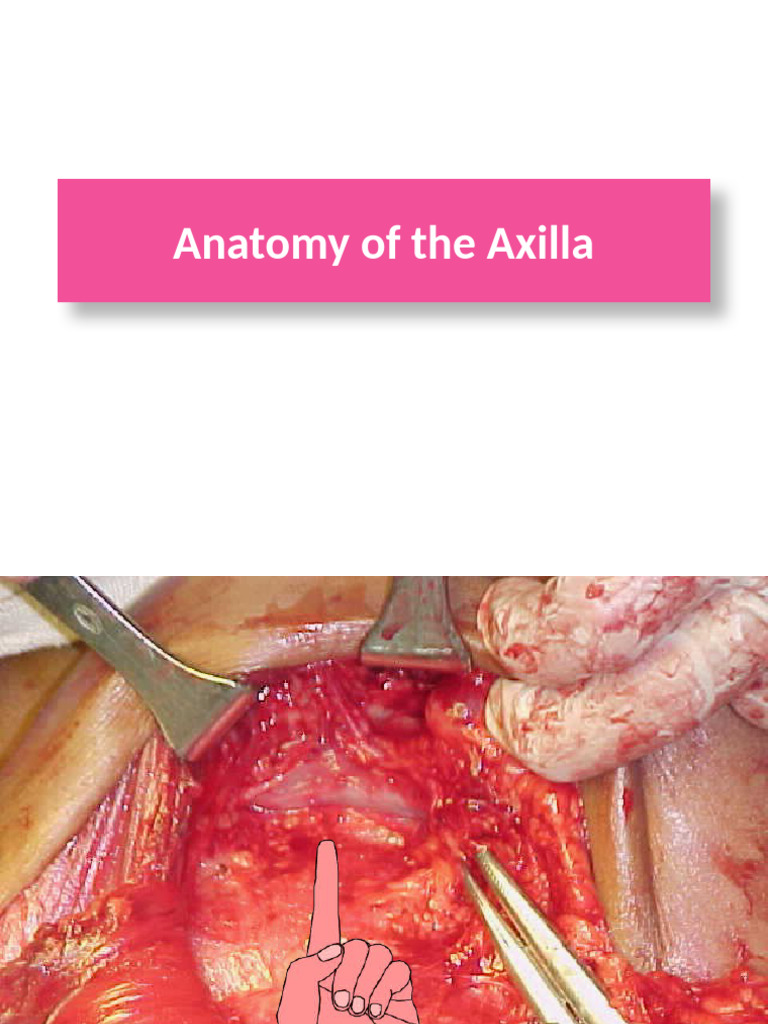 5-Anatomy of The Axilla | PDF | Arm | Limbs (Anatomy)