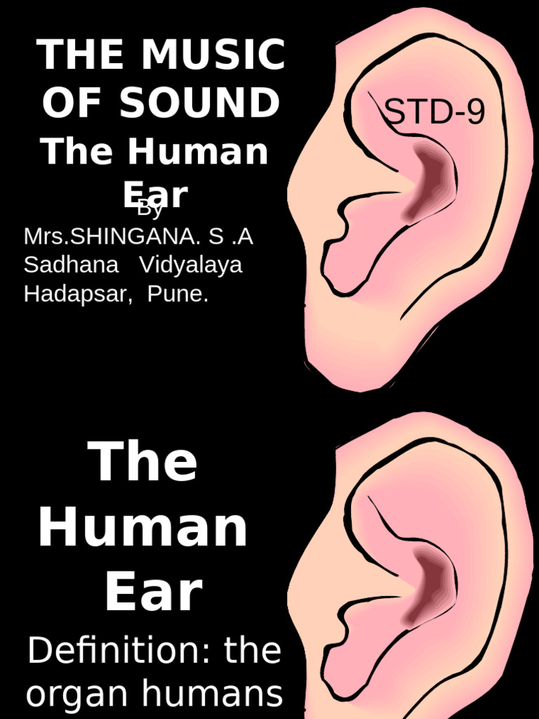 The Human Ear | PDF | Ear | Auditory System
