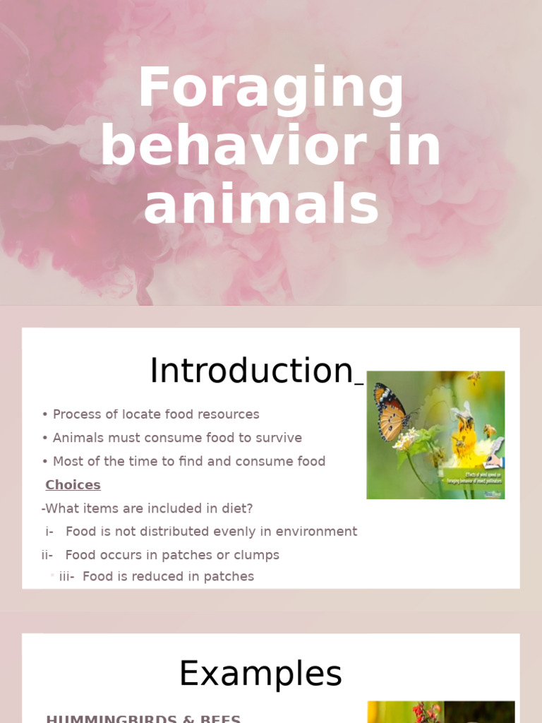 Animal Foraging Behavior Explained | PDF