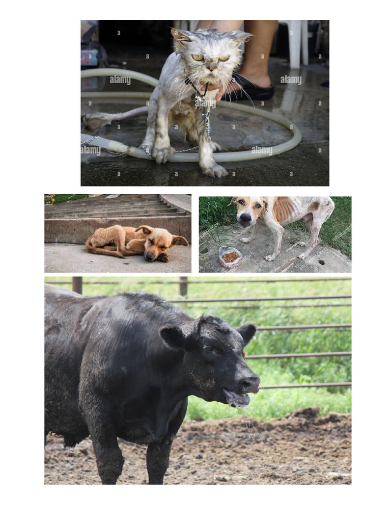 Animals With Distress | PDF