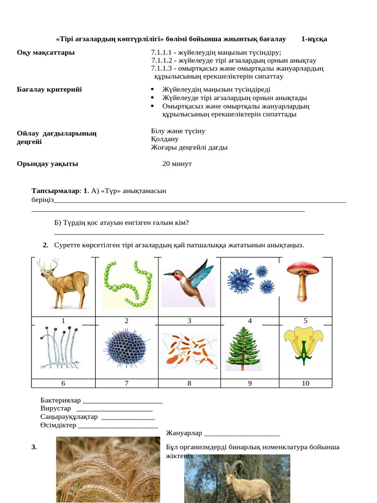 Бәлен кеуделі әйелдердің фотосы