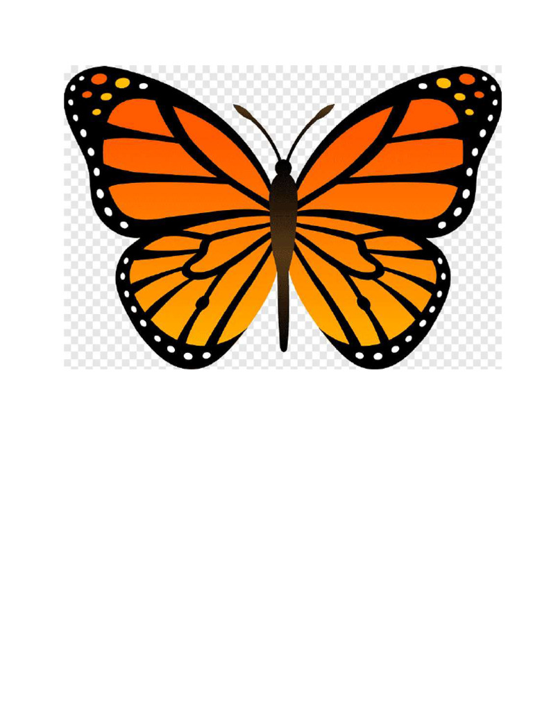 Butterfly | PDF