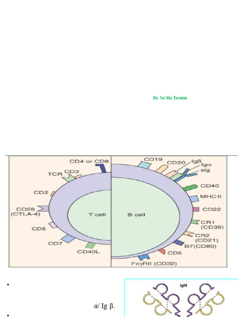 Lymphocyte Activation | PDF | B Cell | T Helper Cell