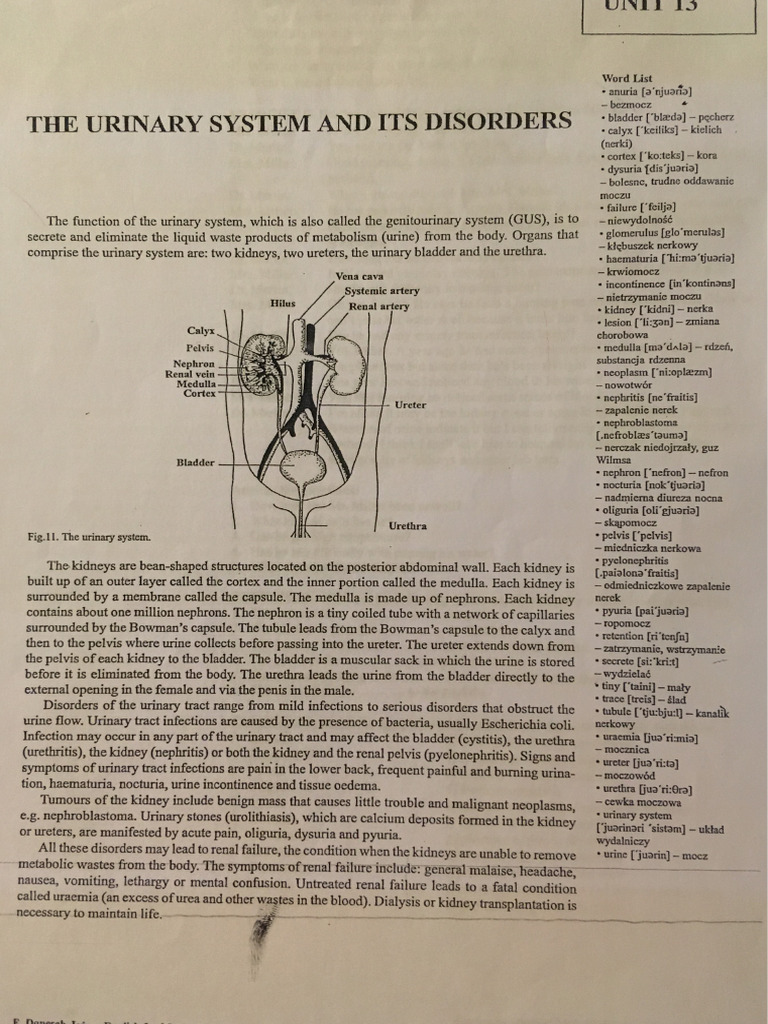 Urinary System | PDF