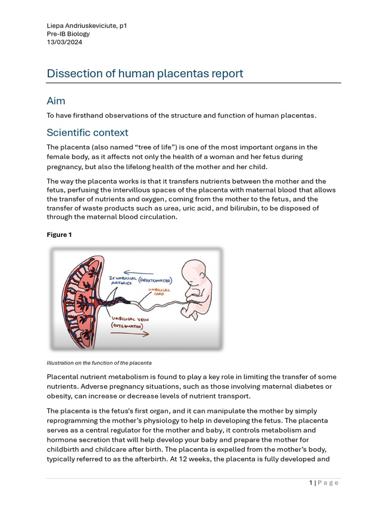 Placenta Report - Biology | PDF | Placenta | Fetus