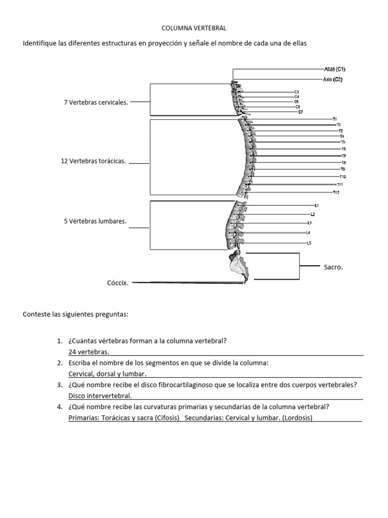 Estructuras y Funciones de la Columna Vertebral | PDF | Vértebra | La ...