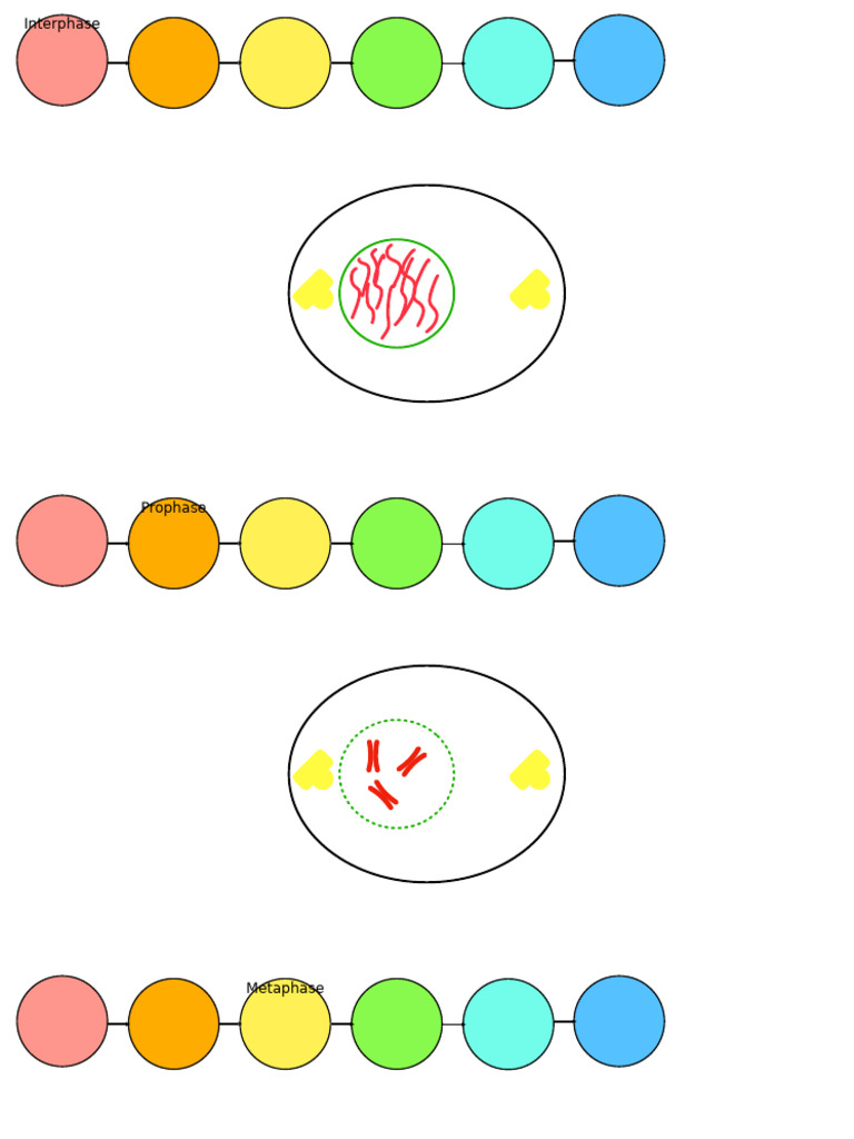 Mod Mitosis Digital Animation Template Pdf
