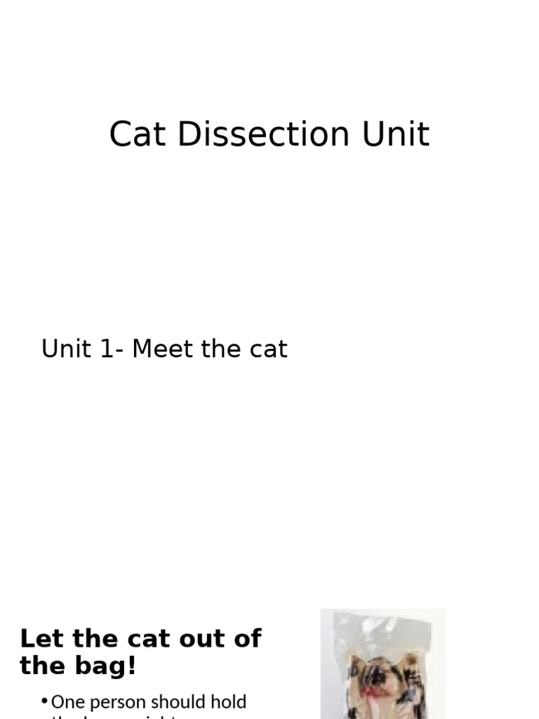 Cat Dissection Unit | PDF