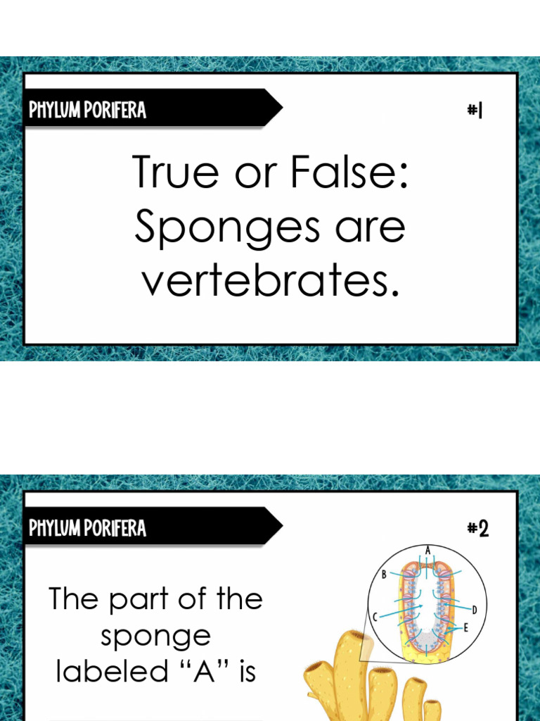 Sponges: Facts and True/False Quiz | PDF