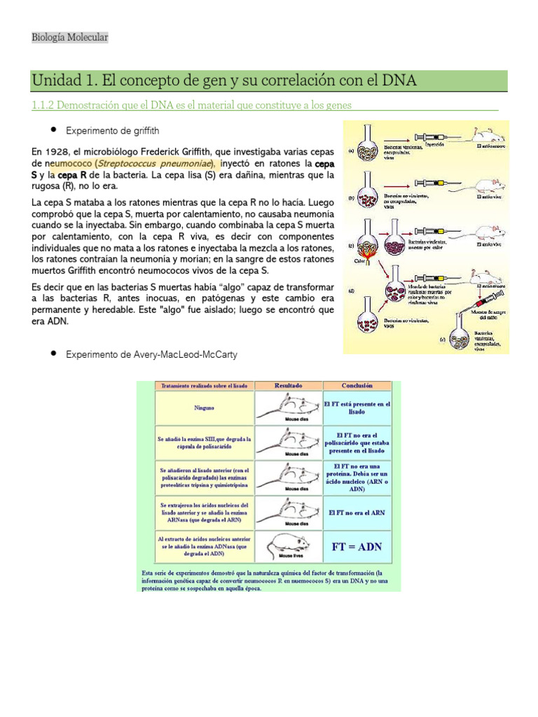 Biología Molecular Primer Parcial | PDF | Adn | Replicación De Adn