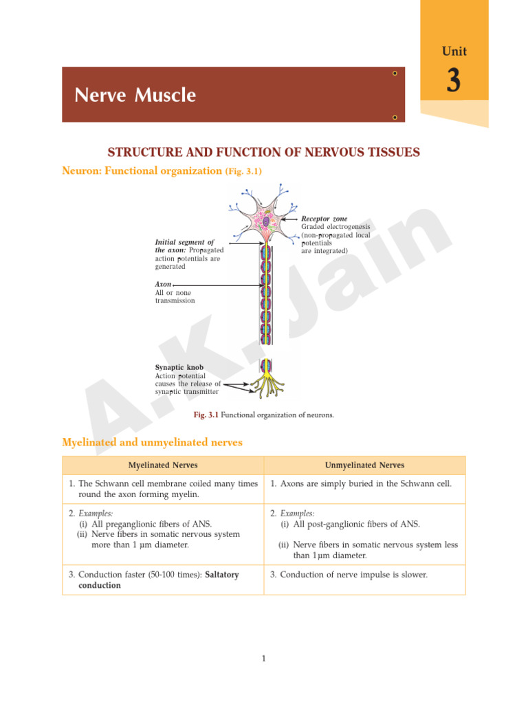 Nerve Muscle Structure and Function Overview | PDF | Axon | Nervous System