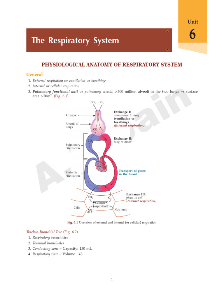 Anatomy and Function of the Respiratory System | PDF | Respiratory ...