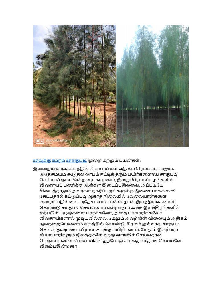 சவுக்கு Maram | PDF