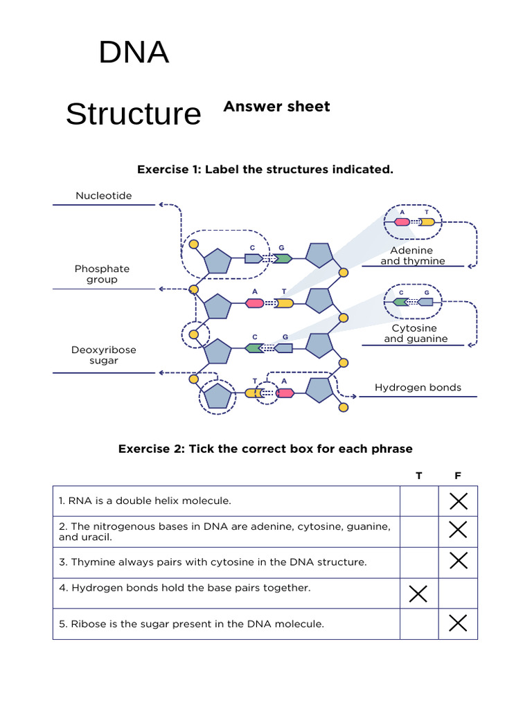 DNAworksheet-1 - (1) (Dragged) | PDF