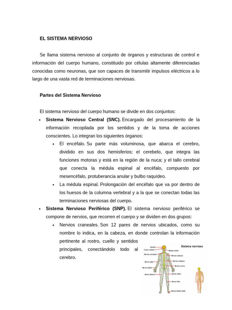 Funciones y Estructura del Sistema Nervioso | PDF | Neurona | Sistema ...