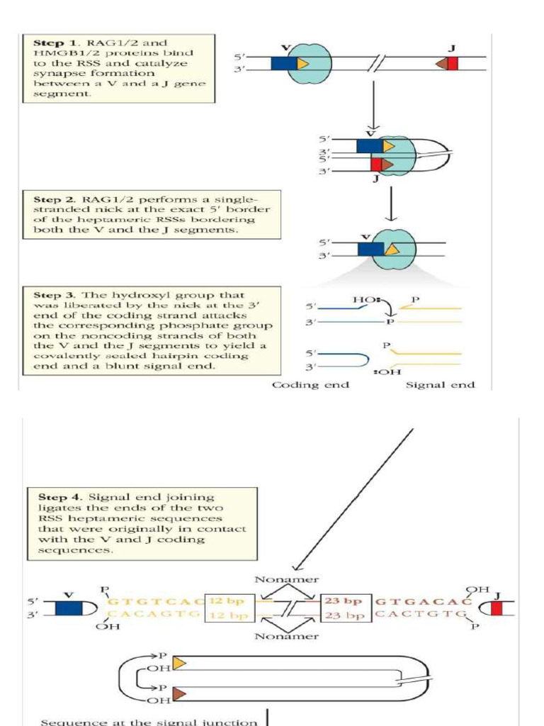 VDJ | PDF