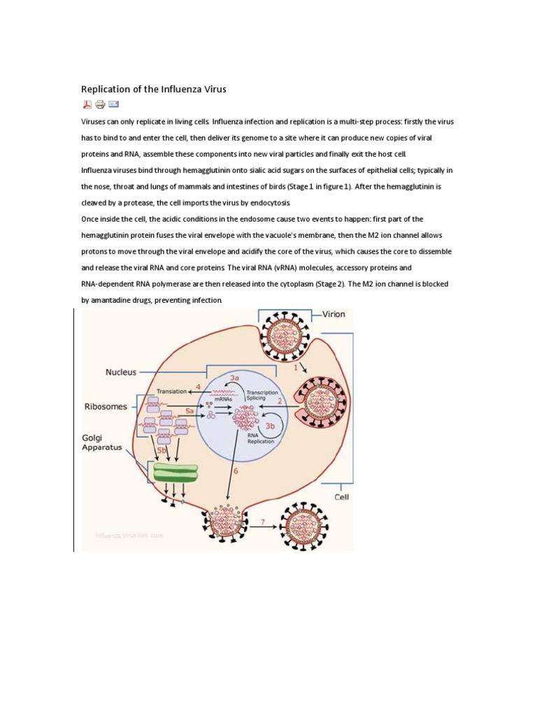 Replication of The Influenza Virus | PDF | Influenza A Virus | Influenza
