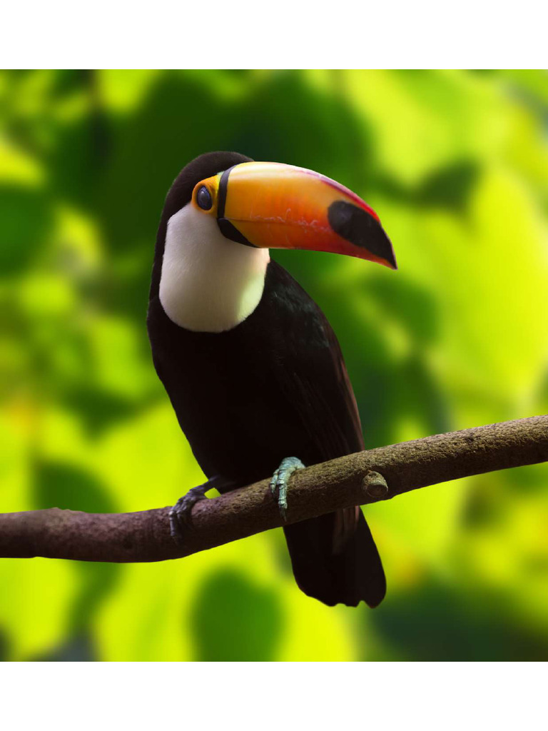 Toco Toucan Ramphastos Toco | PDF
