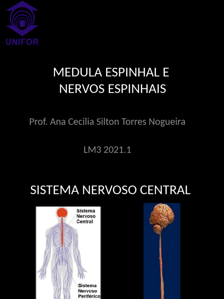 Anatomia da Medula Espinhal e Nervos | PDF | Medula espinhal | Vértebra