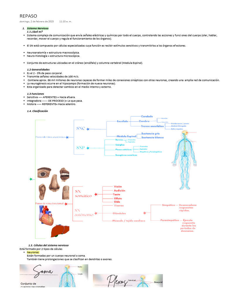 Funciones y Estructura del Sistema Nervioso | PDF | Sinapsis | Neurona