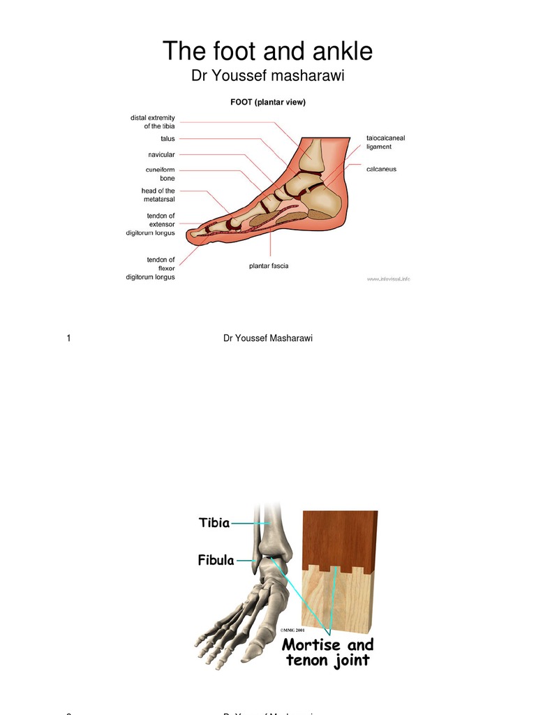 Foot and Ankle | PDF | Anatomical Terms Of Motion | Foot