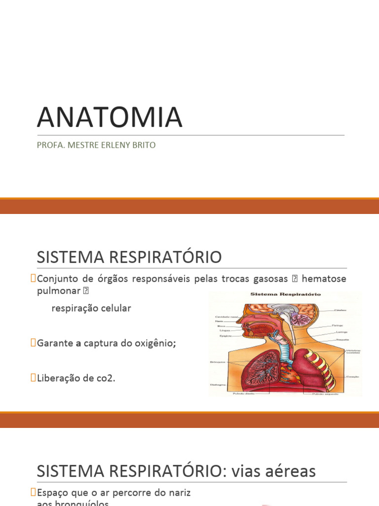 Aula 01 Anatomia Do Sistema Respiratório Pdf Sistema Respiratório