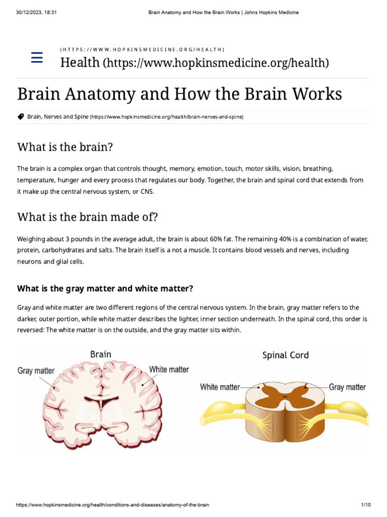 Brain Anatomy and Function Explained | PDF | Central Nervous System ...