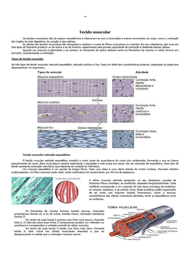 Tecido Muscular e Nervoso: Funções e Tipos | PDF | Músculo | Neurônio