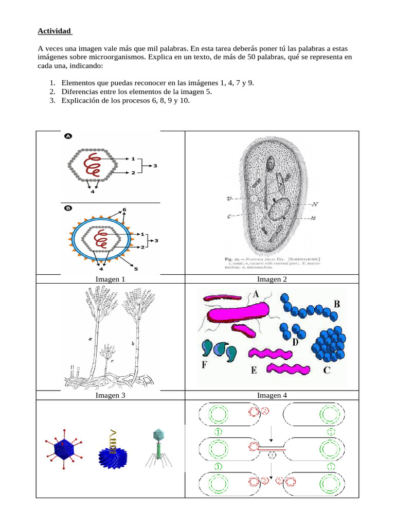 Análisis de Microorganismos y Procesos | PDF | Virus | Las bacterias