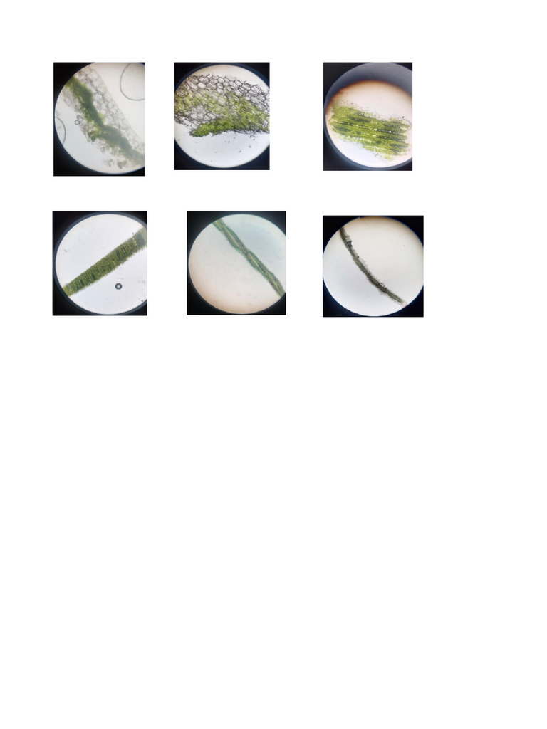 Dokumentasi Icee 1 | PDF