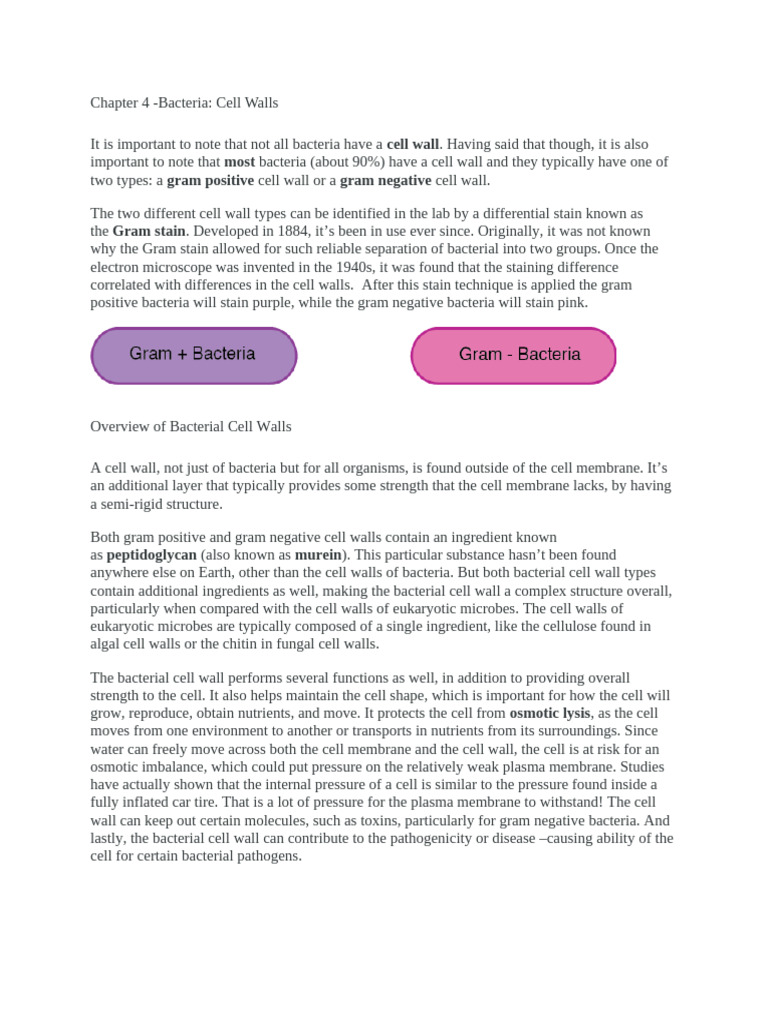 Understanding Bacterial Cell Walls | PDF | Gram Positive Bacteria ...