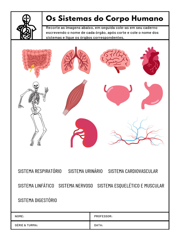 Atividade sobre Sistemas do Corpo Humano | PDF