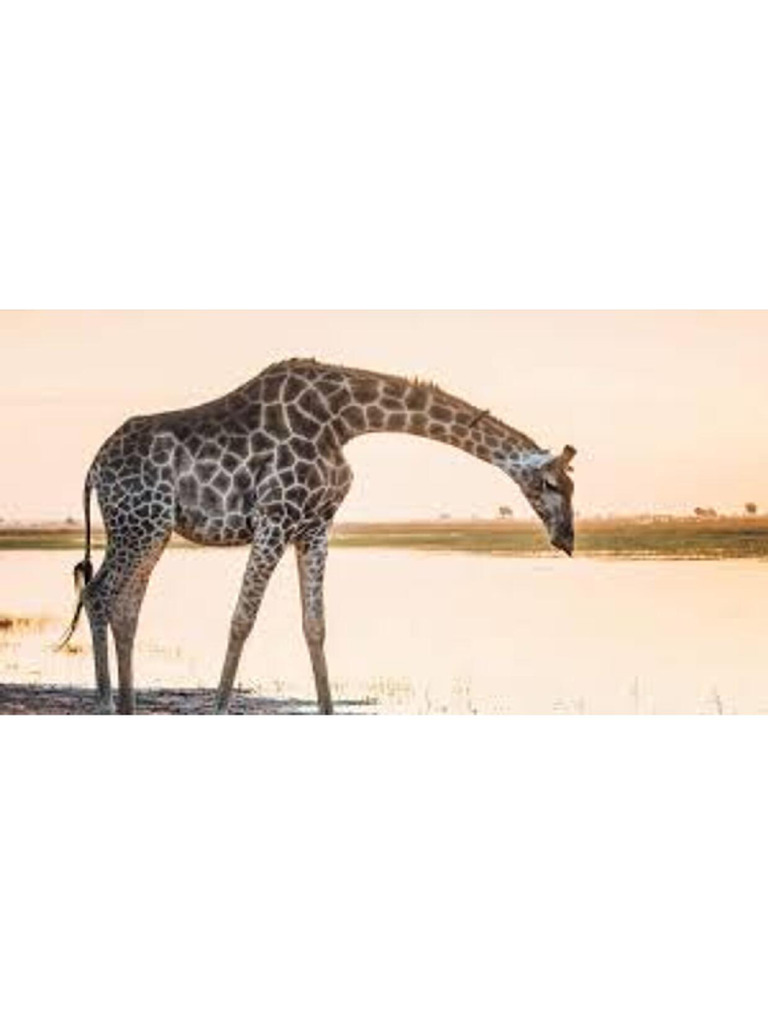 Giraffe | PDF