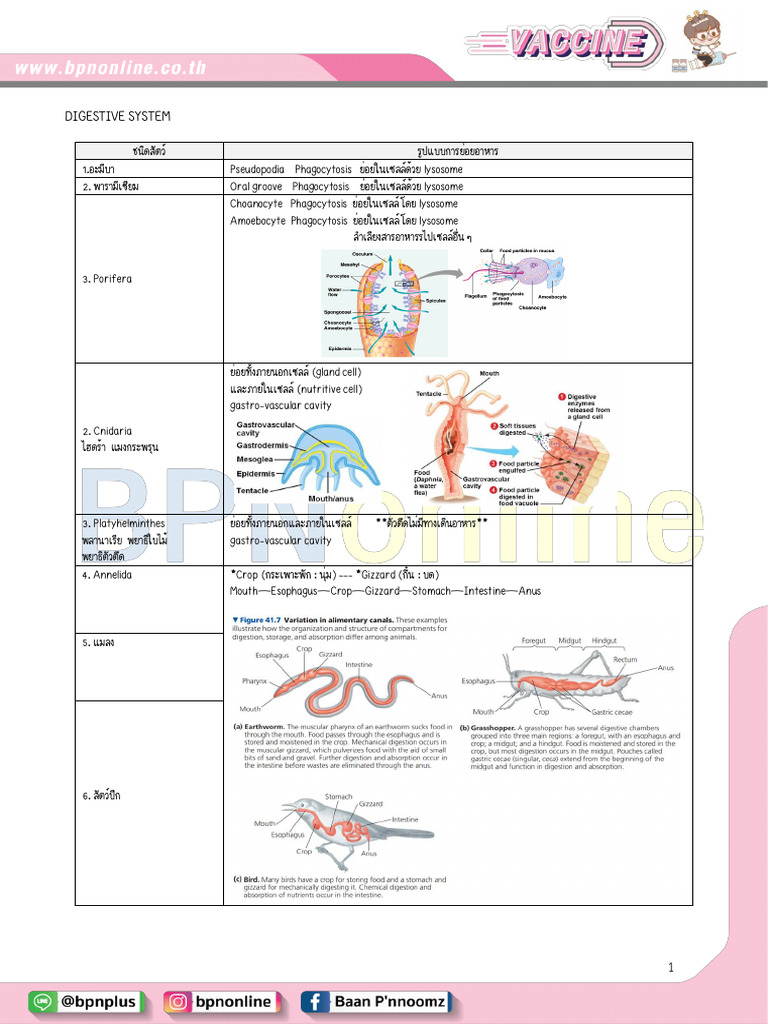 Digestive System | PDF