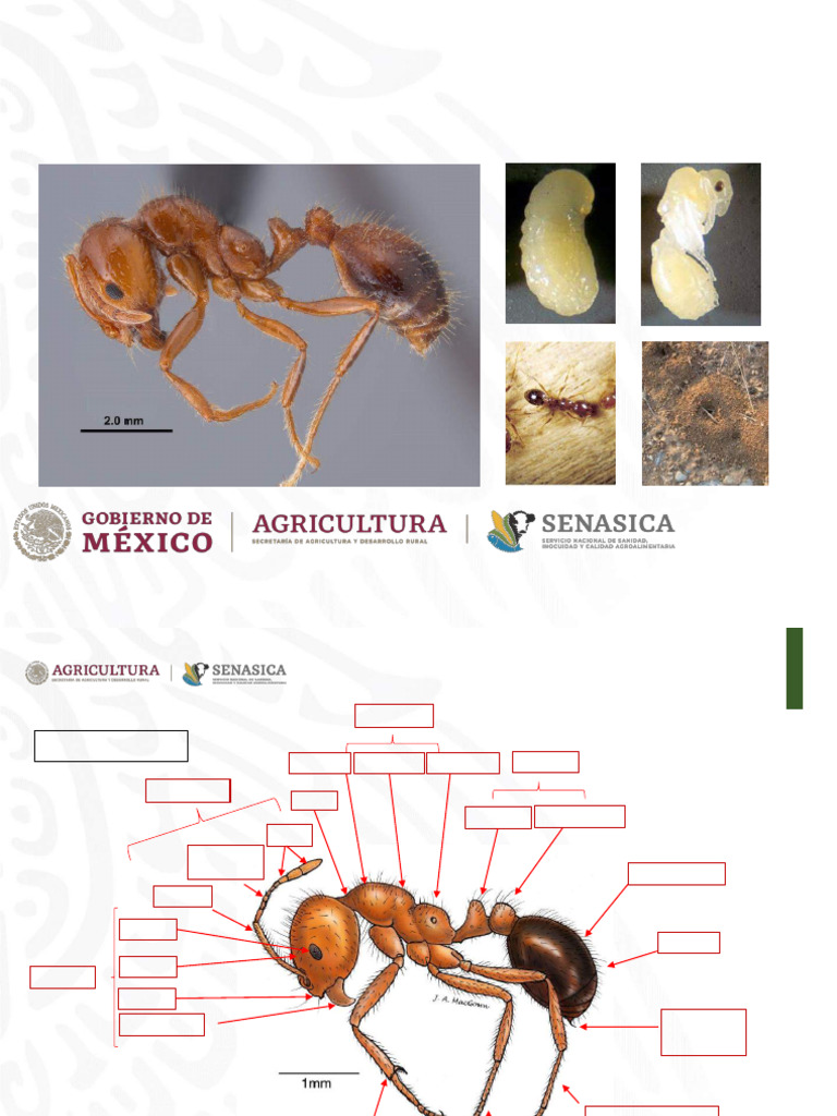Identificación de Hormigas Invasoras | PDF | Hormiga | Mirmecología