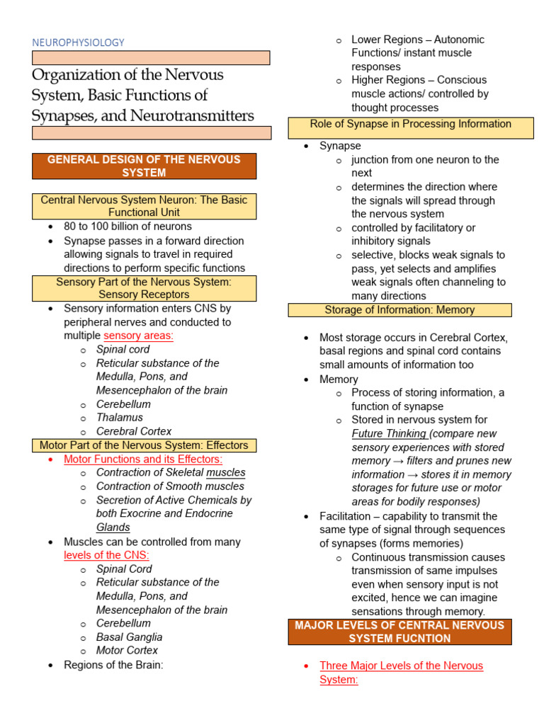 Organization of The Nervous System | PDF | Chemical Synapse ...